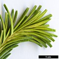 SpeciesSub: subsp. ericifolia